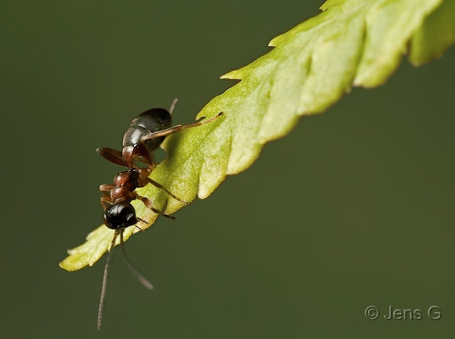 Myre der sidder på et bregneblad og kigger ned