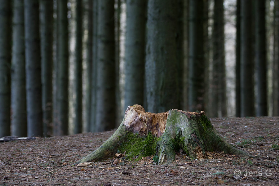 Træstub i skoven