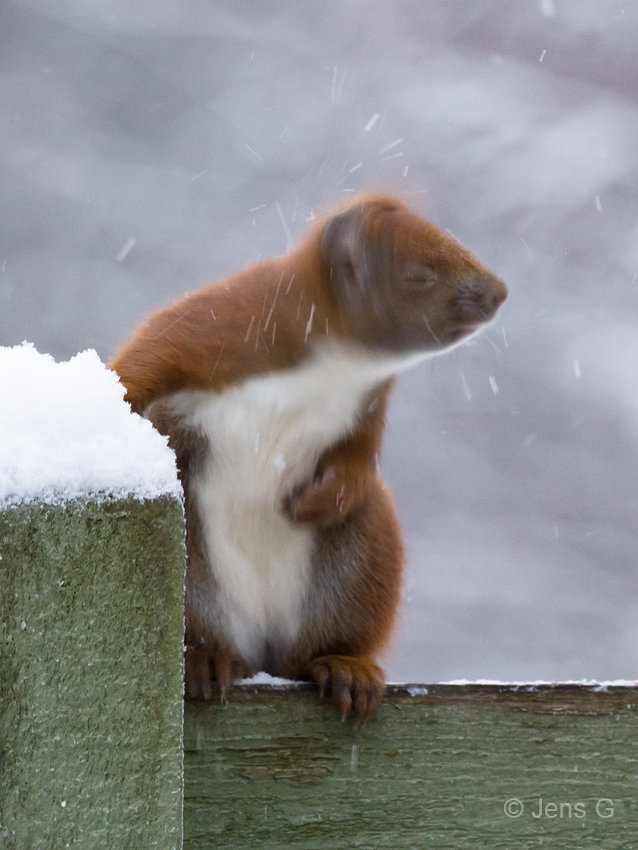 Egern på et plankeværk mens det ryster sne af hovedet