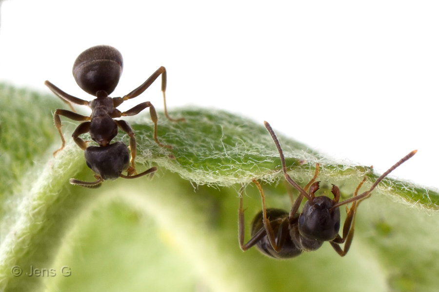 Myrer der kigger fra hver deres side af et blad