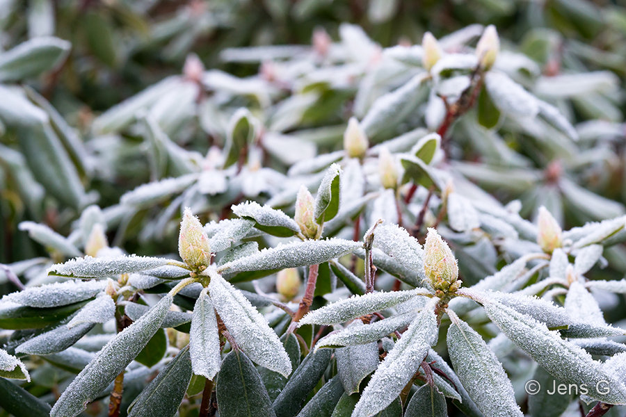 Rhododendron med rimfrost