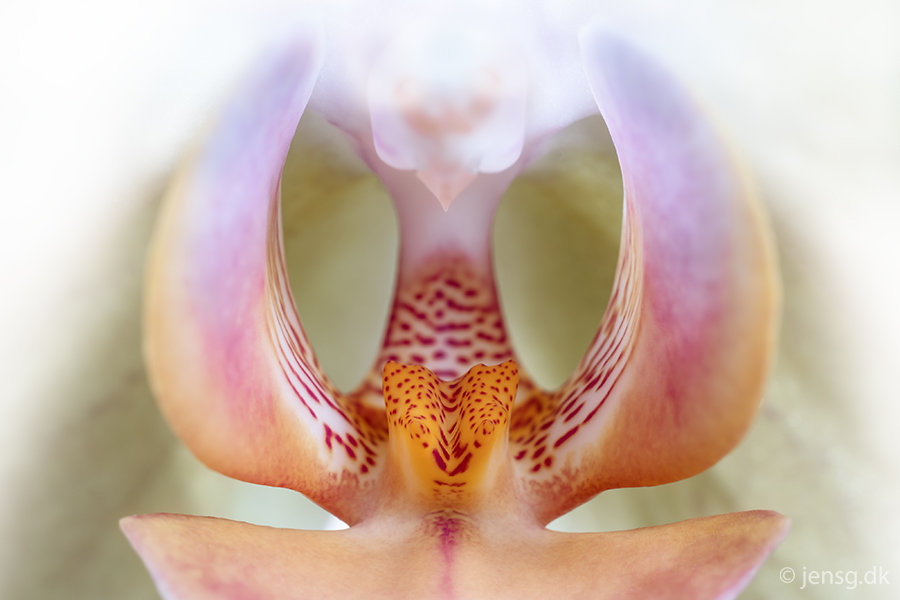 Inden i en orkide